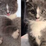 Kitten Went to the Right Car to Seek Help, Once Indoors, He Wanted to Win Everyone Over, Including Their Cat
