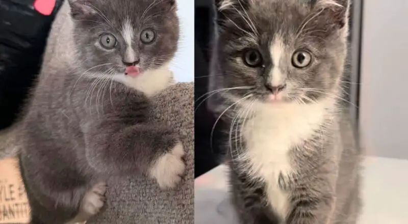Kitten Went to the Right Car to Seek Help, Once Indoors, He Wanted to Win Everyone Over, Including Their Cat