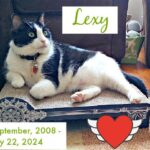 Lexy: September 2008 – July 22, 2024