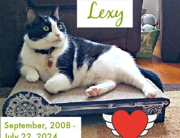 Lexy: September 2008 – July 22, 2024
