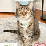Lola The Rescued Cat: June, 2010 – January 16, 2024