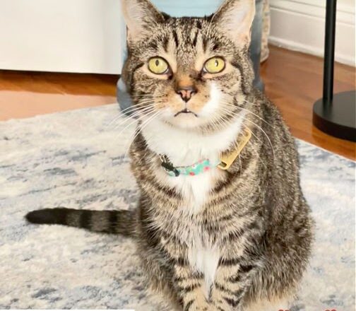 Lola The Rescued Cat: June, 2010 – January 16, 2024
