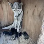 Luna and Her Puppies Find a New Βeginning