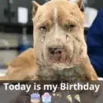 Marco’s Journey from Abandoned to Adored