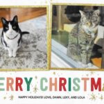 Merry Christmas 2022 | Lola The Rescued Cat