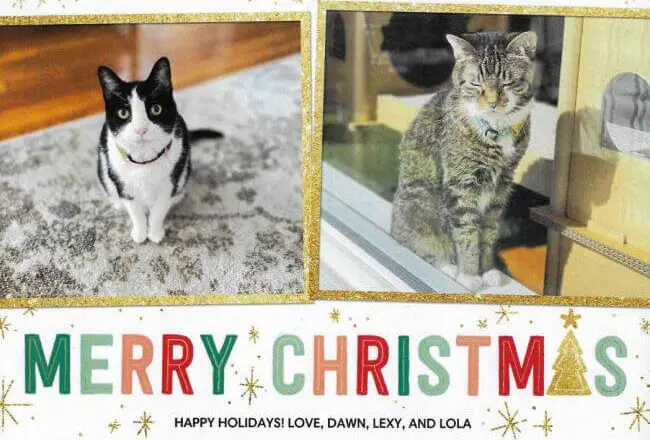 Merry Christmas 2022 | Lola The Rescued Cat