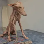 Once Chained and Abandoned, This Dog Is Now a Shining Queen of Strength