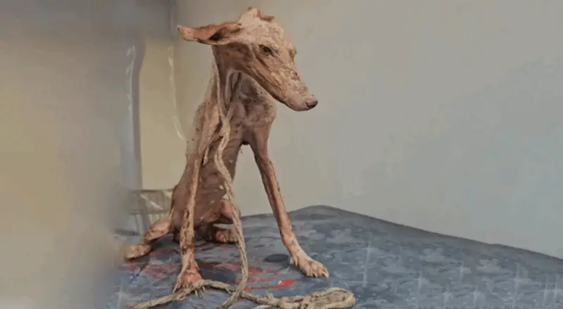 Once Chained and Abandoned, This Dog Is Now a Shining Queen of Strength