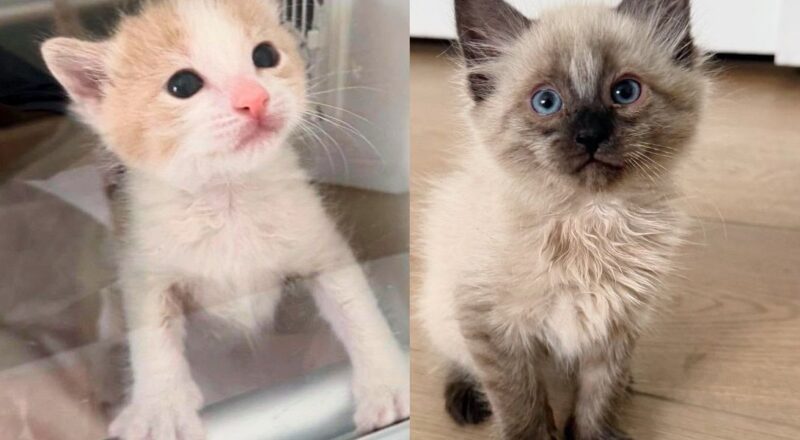 Orphan Kitten Meets Another Cat Who Desperately Wants Companion, Now They Can’t Get Enough of Each Other