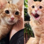 People Help Young Cat Regain Use of Leg Then Watch Him Spring Back on His Own Before Their Eyes