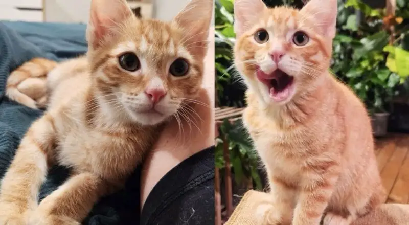 People Help Young Cat Regain Use of Leg Then Watch Him Spring Back on His Own Before Their Eyes