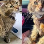 Person Notices Cat Looking for Food and Can’t Leave Her Behind, After She’s Inside, Her True Self Blossoms