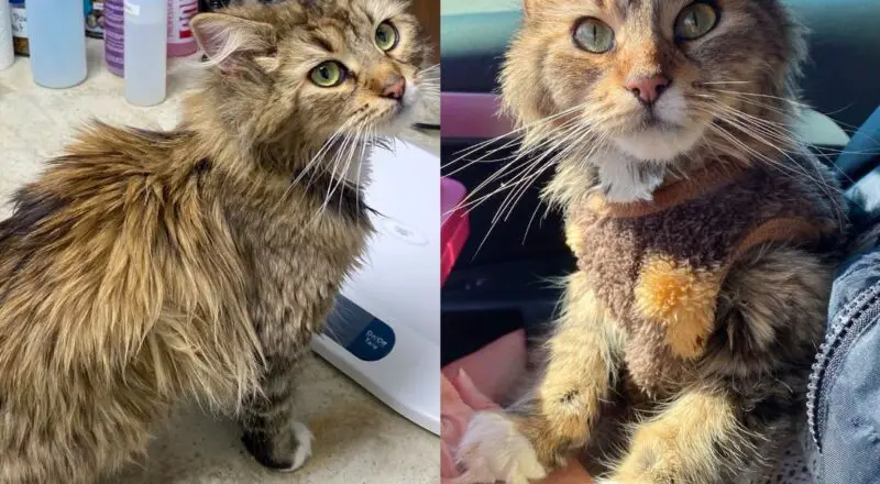 Person Notices Cat Looking for Food and Can’t Leave Her Behind, After She’s Inside, Her True Self Blossoms