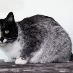 Rare Cat Coat Color “Salty Licorice” Only Found in Finland Feral Colonies