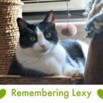 Remembering Lexy | Lola The Rescued Cat