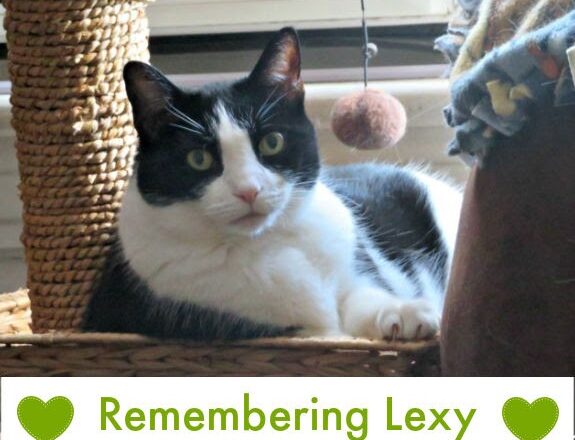 Remembering Lexy | Lola The Rescued Cat Remembering Lexy | Lola The Rescued Cat