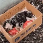 Rescue Hero Braves the Cold to Save Abandoned Puppy from the Edge of Death!