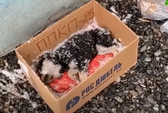 Rescue Hero Braves the Cold to Save Abandoned Puppy from the Edge of Death!