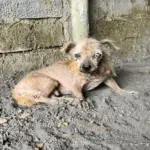 Resilient Dog’s Journey from Abandoned to Adored: A Quest for a New Loving Home