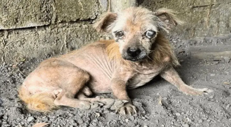 Resilient Dog’s Journey from Abandoned to Adored: A Quest for a New Loving Home