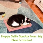 Selfie Sunday 6/30/24 | Lola The Rescued Cat