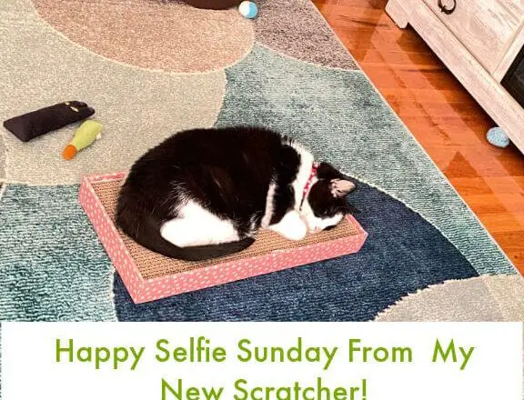 Selfie Sunday 6/30/24 | Lola The Rescued Cat