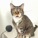 Selfie Sunday 7-9-2023 | Lola The Rescued Cat