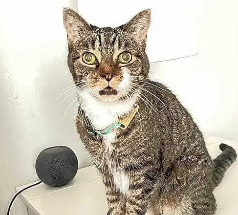 Selfie Sunday 7-9-2023 | Lola The Rescued Cat