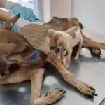 She Wandering Beside The road, Only Skins & Bones, Crying and Begging Passerby For Helр Her Puppy And No One Care
