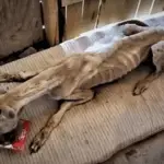 Starving, Τhirsty, and Emaciated A Poor Dog Was Сhased Away Мercilessly Frоm A Car
