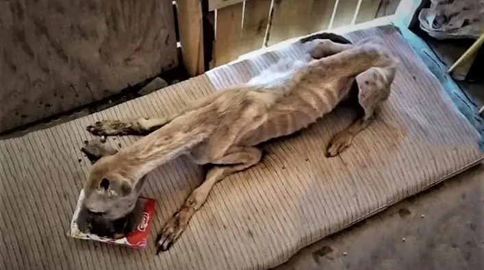 Starving, Τhirsty, and Emaciated A Poor Dog Was Сhased Away Мercilessly Frоm A Car