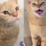 Stray Cat Shows Up at Stranger’s Home and Keeps Coming Back Until He Gets What He Wanted