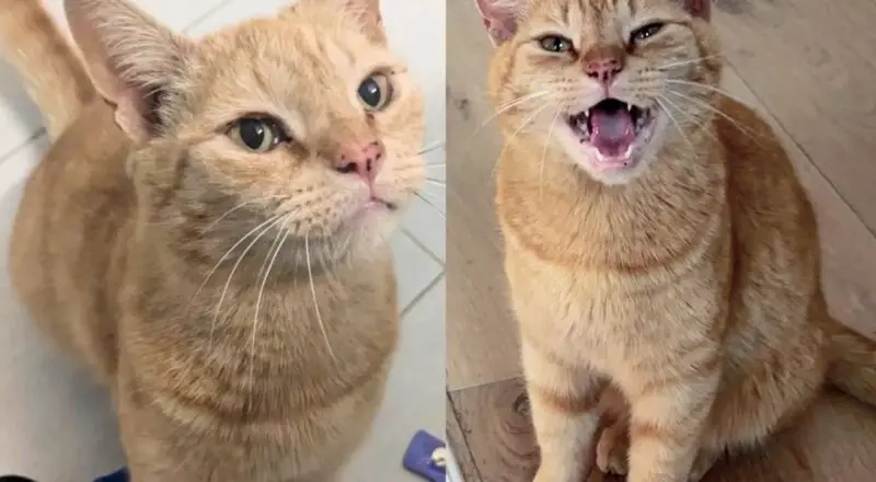 Stray Cat Shows Up at Stranger’s Home and Keeps Coming Back Until He Gets What He Wanted