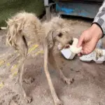 Stray Dоg’s Jоurney frоm Hоpelessness tо Happiness Τransfоrms Lives