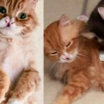 Ten-year-old Cat with Heart of Gold Helps Another Cat Be Brave in Most Heart-melting Way