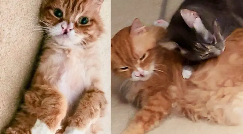 Ten-year-old Cat with Heart of Gold Helps Another Cat Be Brave in Most Heart-melting Way