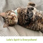 The Essence of Lola | Lola The Rescued Cat