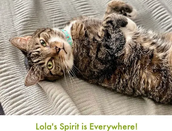 The Essence of Lola | Lola The Rescued Cat