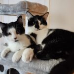 The Happy Tail of Boo & Buttons — Toronto Cat Rescue