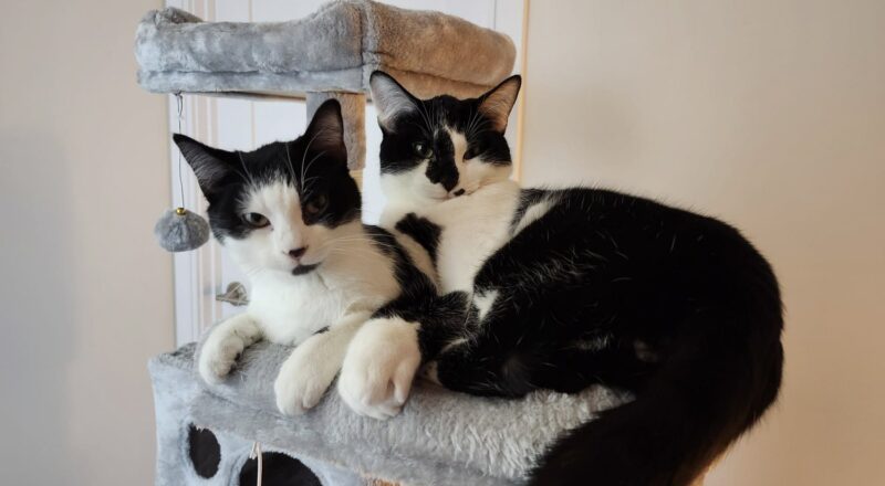 The Happy Tail of Boo & Buttons — Toronto Cat Rescue