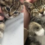 They Hear Sound of Cat in Drive-through and Find Little One in the Lane, That Day Her Life Forever Changed