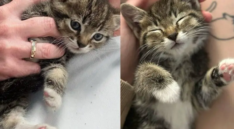 They Hear Sound of Cat in Drive-through and Find Little One in the Lane, That Day Her Life Forever Changed