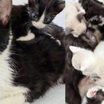 They Made Room for Cat and Eight Kittens, Getting Them Out of Shelter and Giving Them a Fresh Start