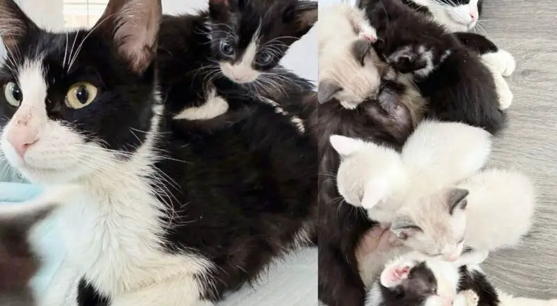 They Made Room for Cat and Eight Kittens, Getting Them Out of Shelter and Giving Them a Fresh Start