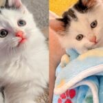 They Pick Up Shelter Kitten Right Before Closing, He’s So Happy He Goes Straight to ‘Thank’ Them