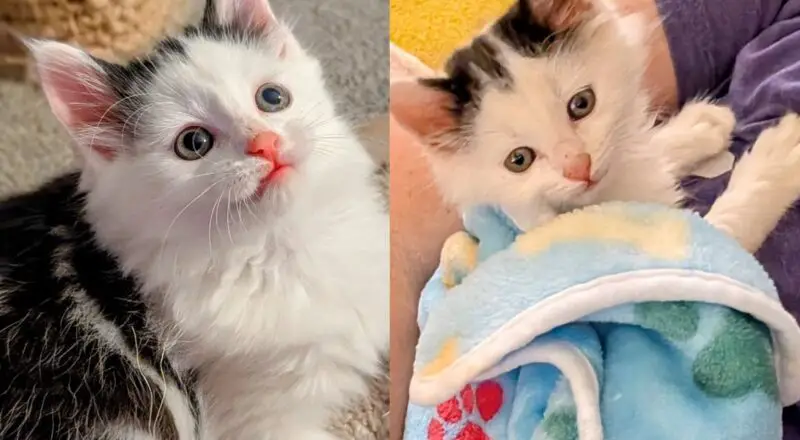 They Pick Up Shelter Kitten Right Before Closing, He’s So Happy He Goes Straight to ‘Thank’ Them