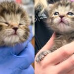 They Take in 2-week-old Kitten in Need of Help and Change Her Life Overnight Through Team Effort and More