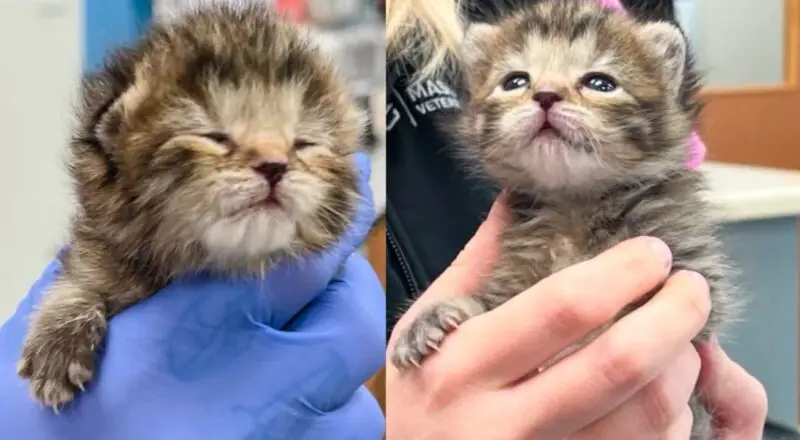 They Take in 2-week-old Kitten in Need of Help and Change Her Life Overnight Through Team Effort and More