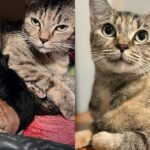 They Take in Cat and Two Kittens But Realize the Cat Has Brought Along a Few Unexpected Little Ones
