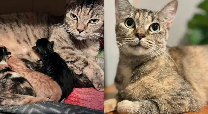 They Take in Cat and Two Kittens But Realize the Cat Has Brought Along a Few Unexpected Little Ones